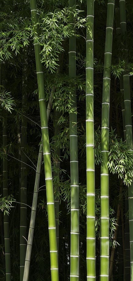 Green Bamboo Forest