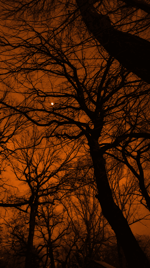 Autumn Tree Branch Silhouette at Sunset