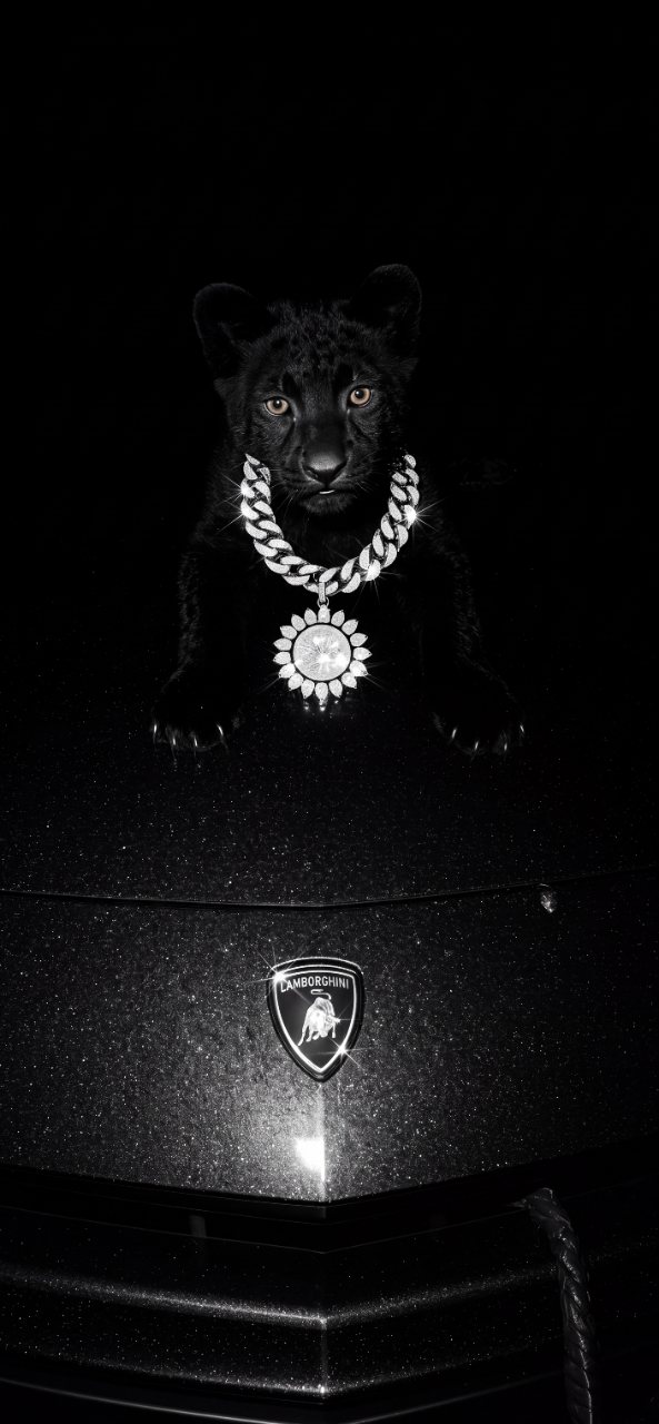 A black panther wearing a bright diamond chain sits above a Lamborghini emblem on a glossy black car hood against a dark background.