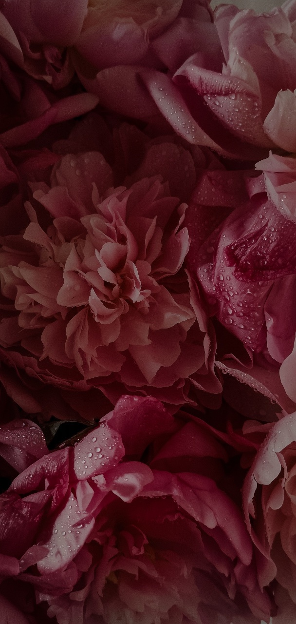 Close-up of dark pink peony blossoms layered across the frame, with delicate dewdrops resting on their soft petals.