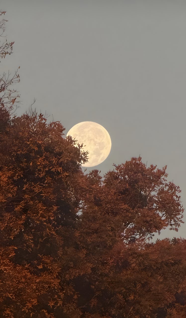 A bright full moon rises behind reddish-brown autumn trees beneath a muted gray evening sky.