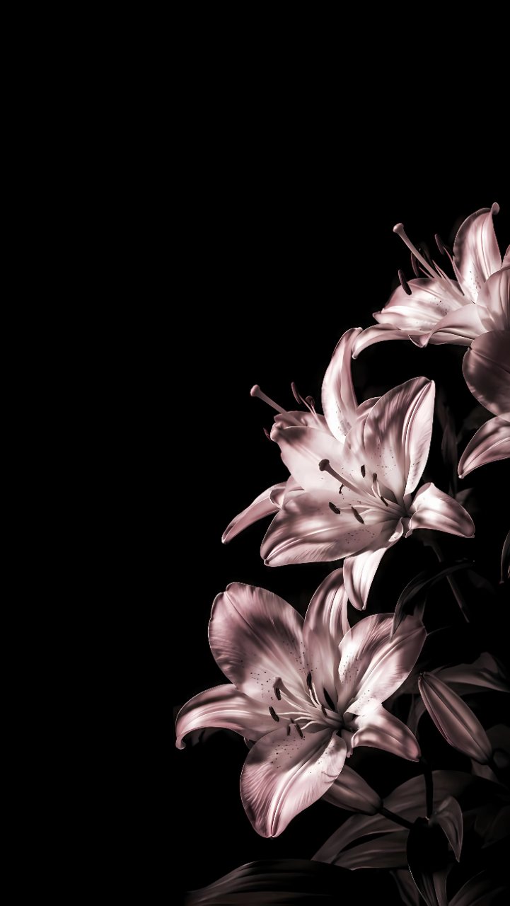 Pink Lily Flowers